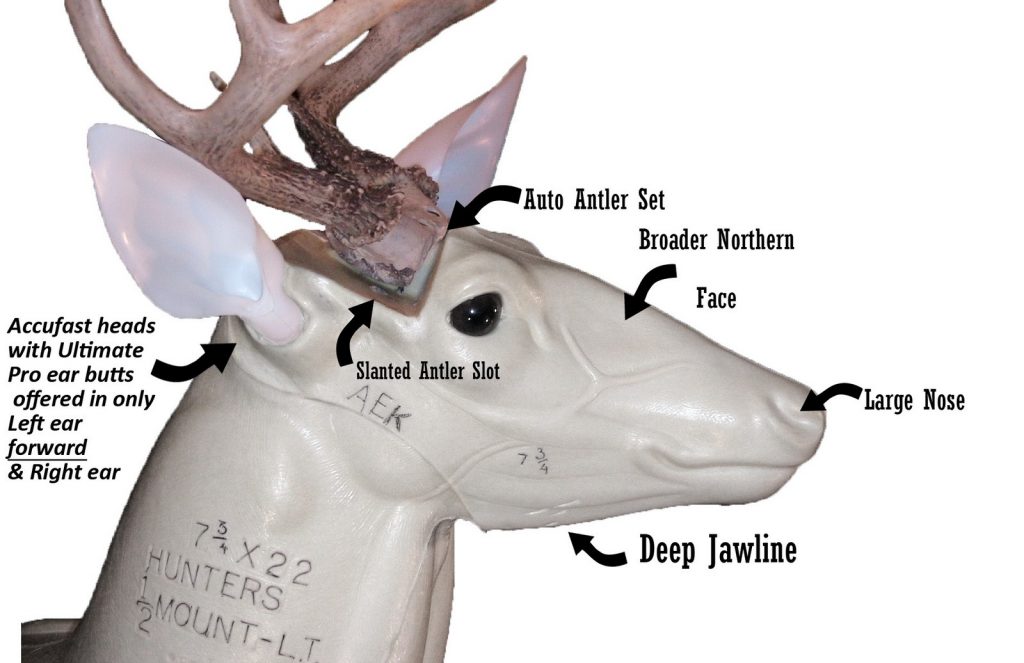 Heads Accufast With Ultimate Pro Ear Butts – Revolution Taxidermy